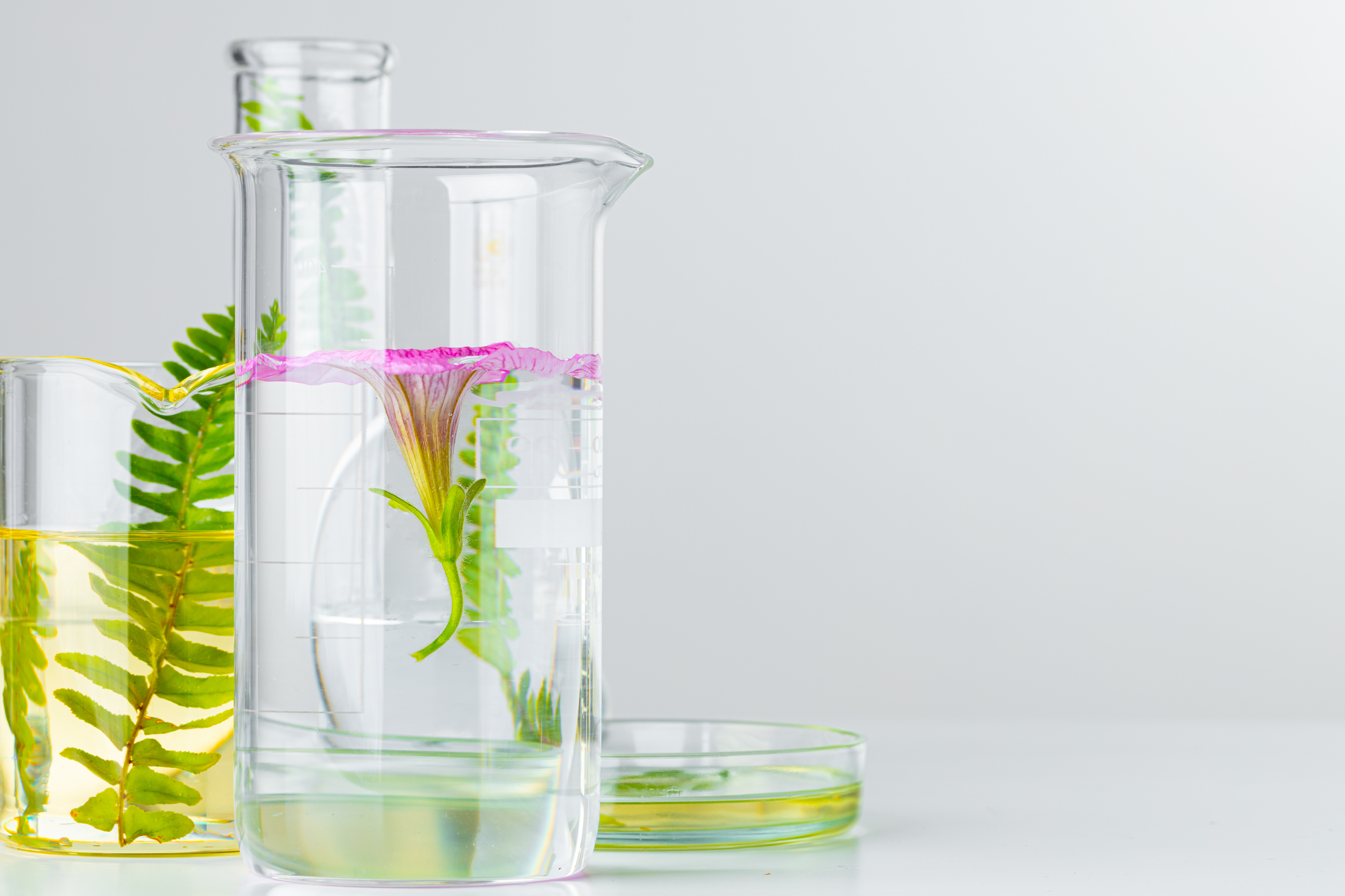 PLANT TISSUE CULTURE MEDIA
